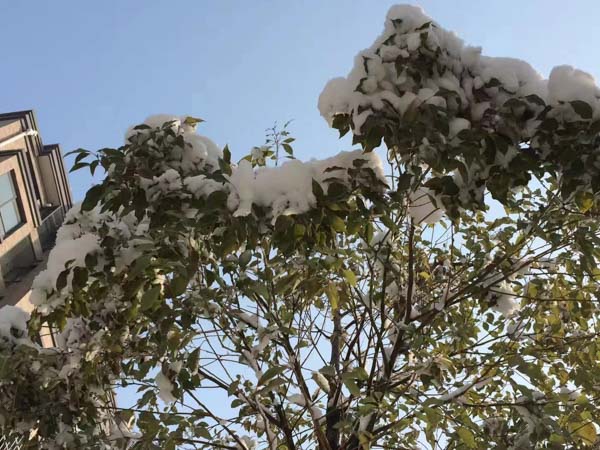 勞務合同糾紛起訴需要符合哪些條件？上海合同爭議律師來回答